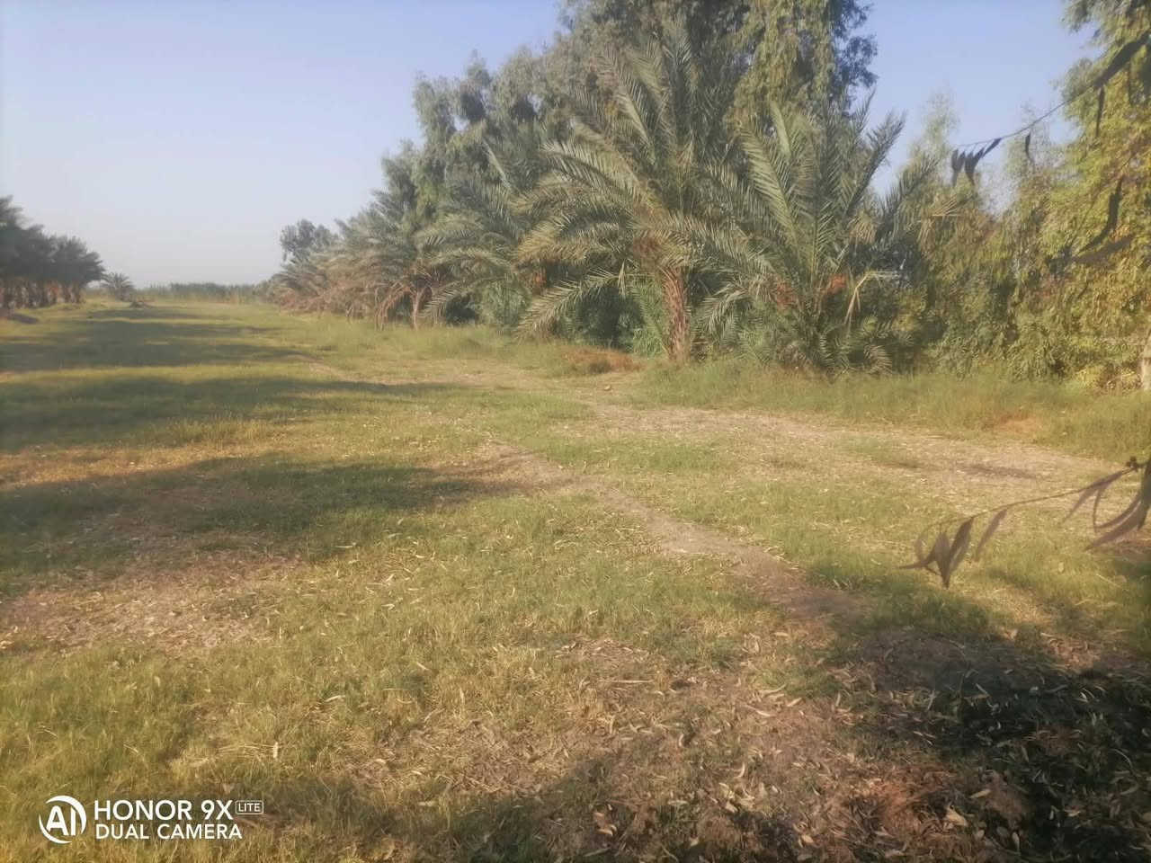 الكرمه الروفه • ٣ دونم • طابو زراعي