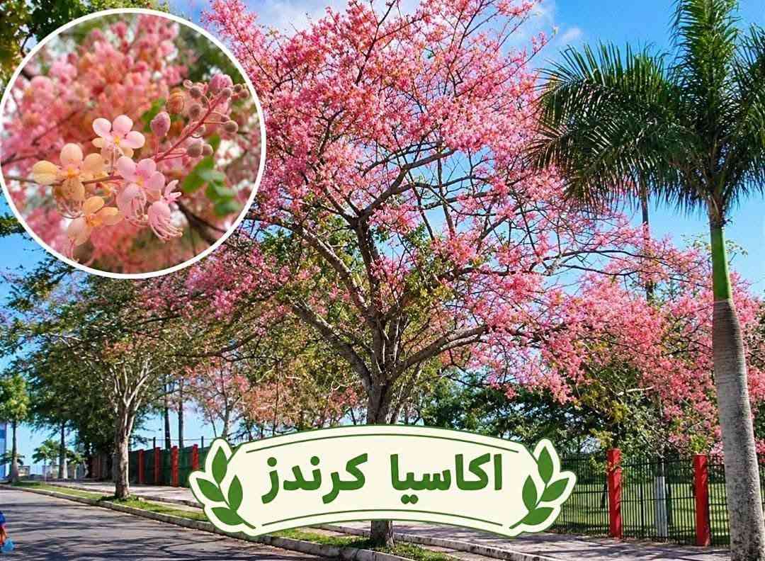 أشجار زينة • أنواع متعددة • توصيل لجميع المحافظات