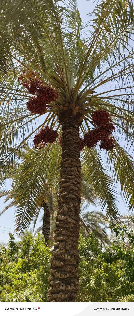 للبيع دار المساحه دونم وربع سياحي قرية النخيلة الشرقيه قرب محطه الوقود طابو زراعي بسمي يبعد عن شارع  العام اربعين متر تفاصيل أكثر اتصل واني خادم ***********
