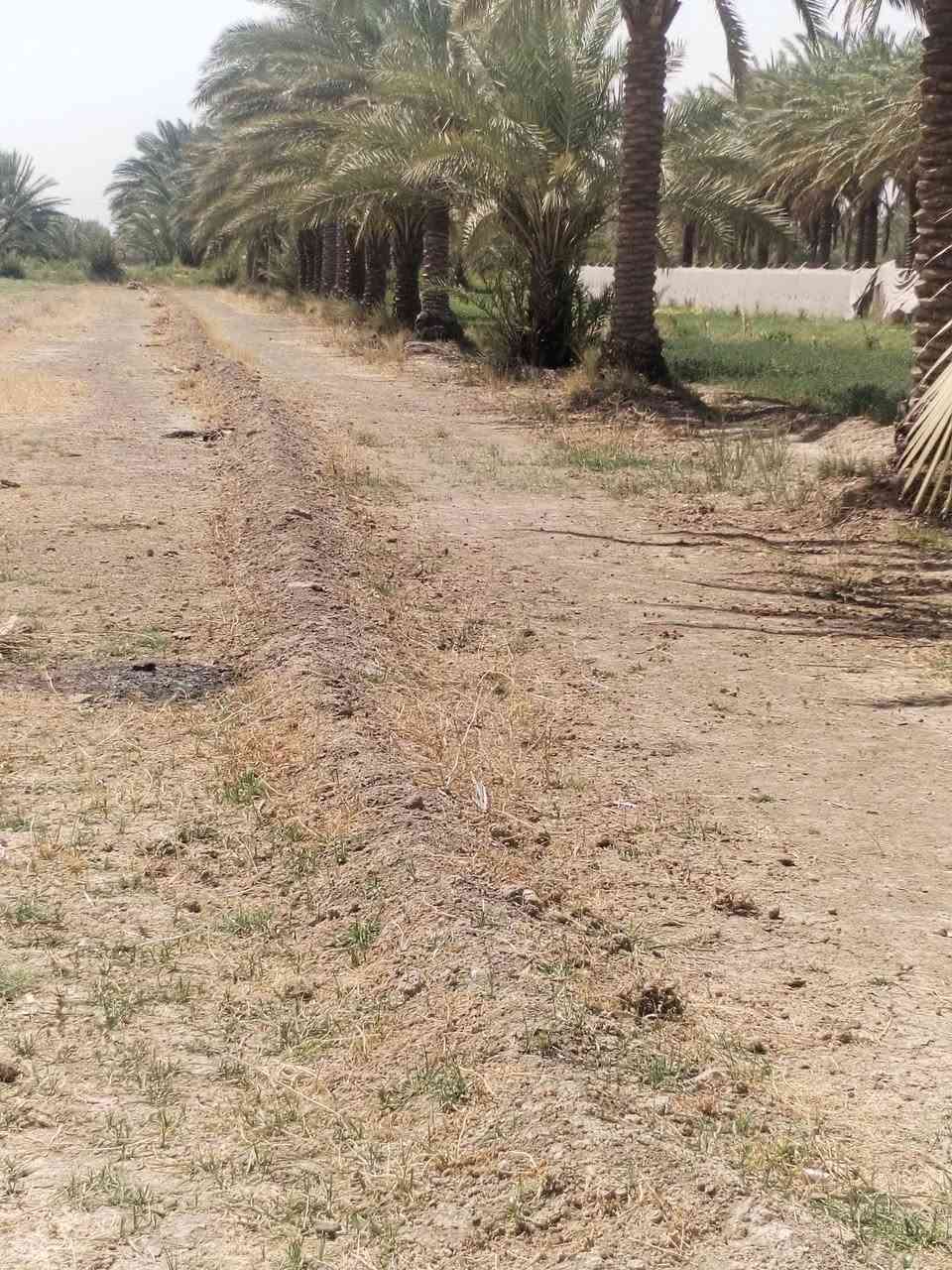 السلام عليكم 
كاع 3 دوانم سند 25 للبيع من ضمنهه بيت 200 متر وحديقه 300 متر بناء جديد الكاع بيهه 70 نخله واشكال الفواكه والتمر بل حديقه مي اساله ومي سكي كهرباه فول مولد شارع تبليط للباب اقرب نقطه داله (قرب مجمع الكوثر) السعر 300 مليون وبيهه مجال 
الرقم (***********)
( ***********) مكلف بل نشر
