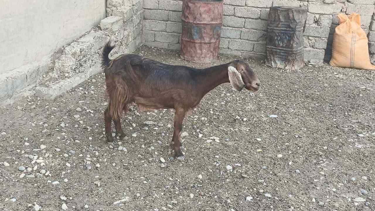 شرط المكان • حي العصري