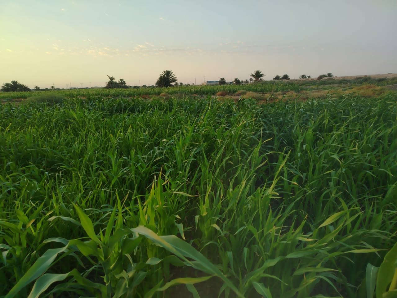 القرنه الثغر الصريفه • دونمين وربع • صفر وبيضه