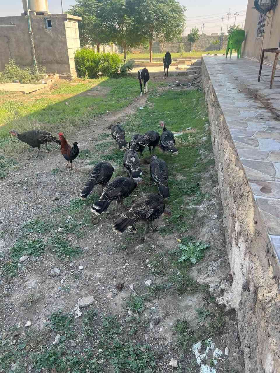 بصره • للبيع