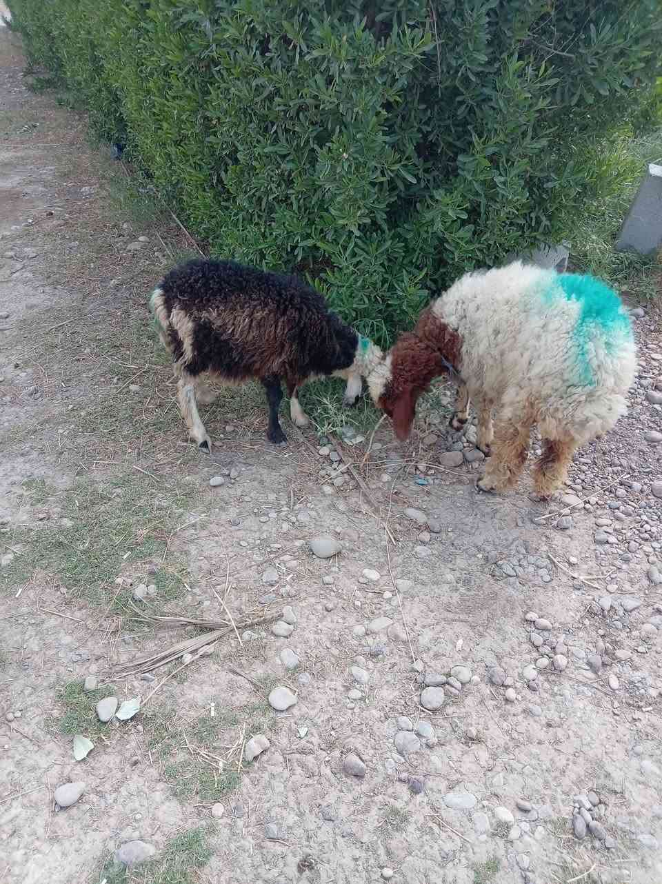 زوج فطايم • شرط النصاحة