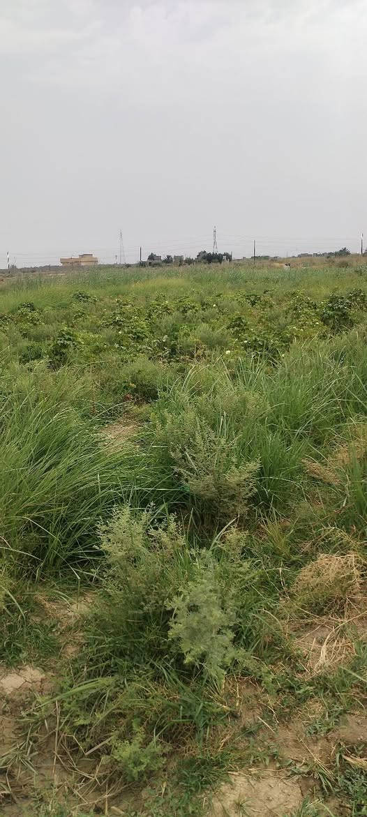 سلام عليكم كاع للبيع عل طريق الساچت شارع بغداد 5دوانم السعر خاص او اتصال على رقم
***********
