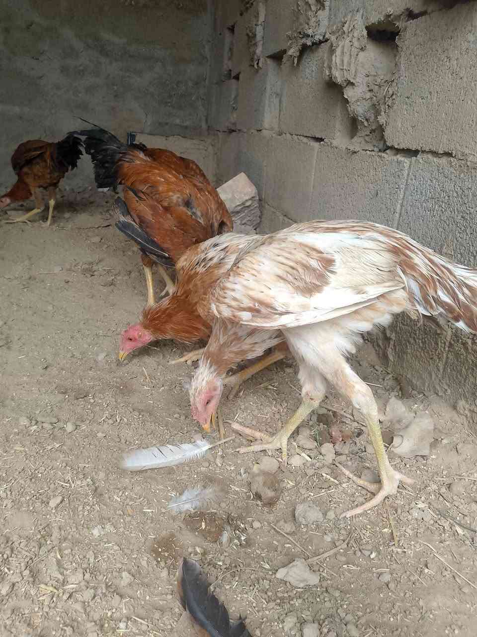 ديوجه • ٦ قطع • للبيع