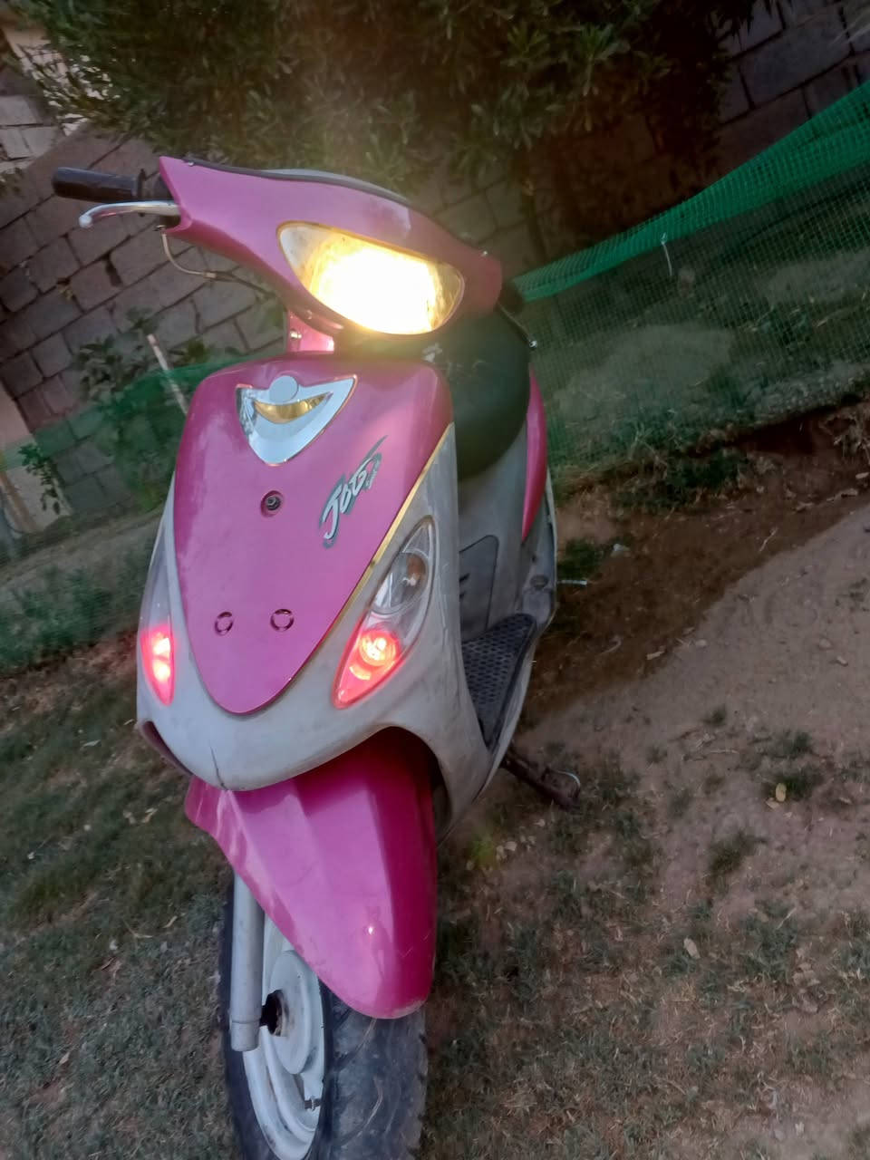 ماكس منغولي • شغال • مراوسه