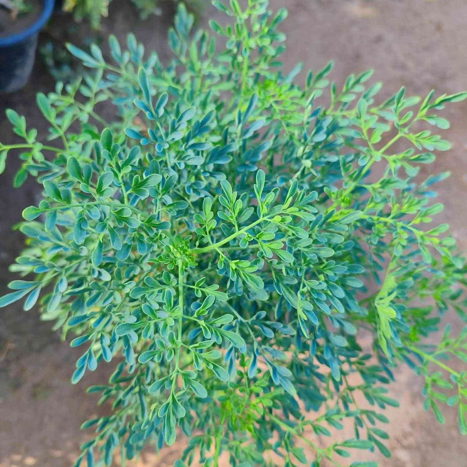 وصل خارجي و داخلي 
وهل مره ويا ورود وعطر يجننن الي تاخذ تزرع ترجع تاخذ بعد 
هل يوم وصل 
عنوانا حي معلمين مقابيل ماركت حي معلمين قرب جامع الفتح
اسم محل يوسف الهرمزي 🌹
حجز من خاص 
ومن واتس اب *********** كركوك, العراق
