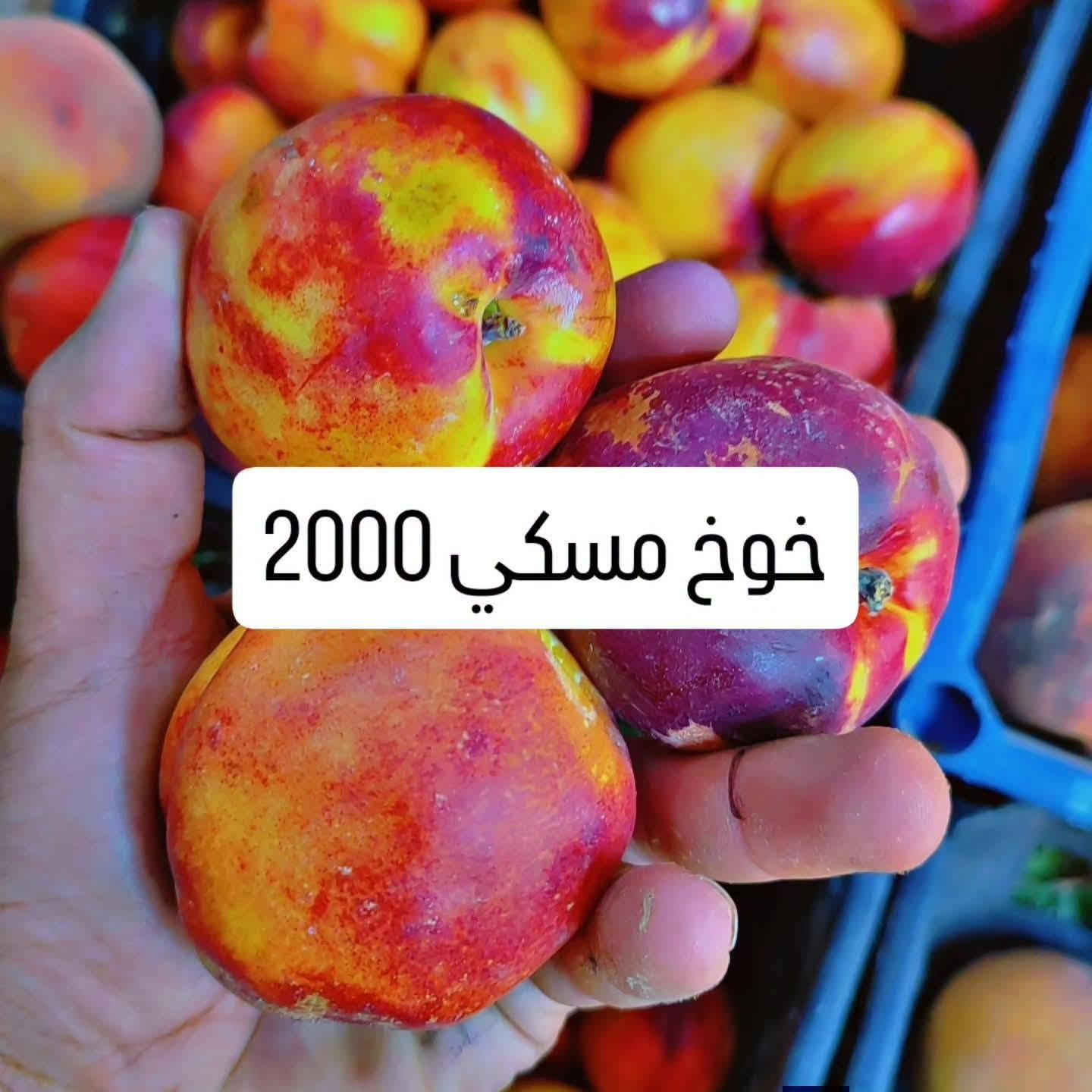 فواكه وخضار • رمان سوري • خس