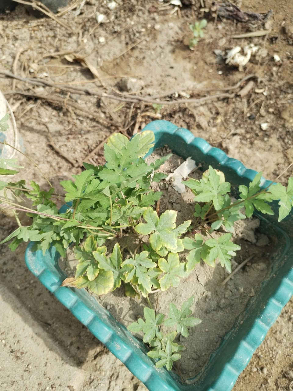 متسلق ست الحسن • بذور وشتلات • السماوه