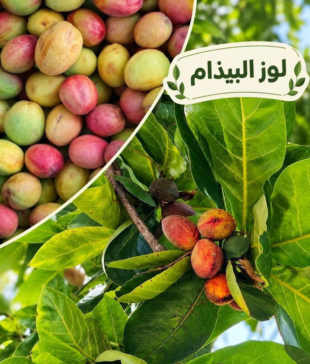 أشجار زينة • أنواع متعددة • توصيل لجميع المحافظات