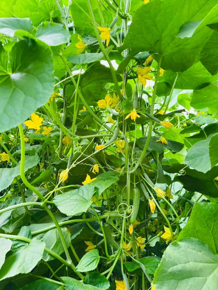 ..صنف (#الادهم) 🥒🥒
..المتفوق دائماً
…مقاوم للفيروسات التي تصيب نبات بعمر مبكر وتسباب صفرار في نبات 🌿🌿
الحل الأمثل لتخلص من هذه الأعراض يجب ان يكون ختيارك (#الادهم)…🥒

✅يمتاز بمقاومة عاليه جداً 
✅يمتاز بثماره مرغوبة تسوقين 🛒
✅ يمتاز بقاومه الأمراض الفطرية و الحشرية 🕷️

.. غايتنا نجاح زراعه لمزارعين 🧑‍🌾
.. شركة مواسم البلاد 
الاستفسار ***********
***********.

