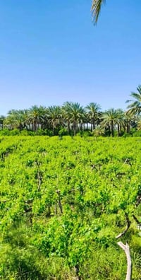أبو غريب أشيحة • ٦ دوانم • طابو سند ٢٥