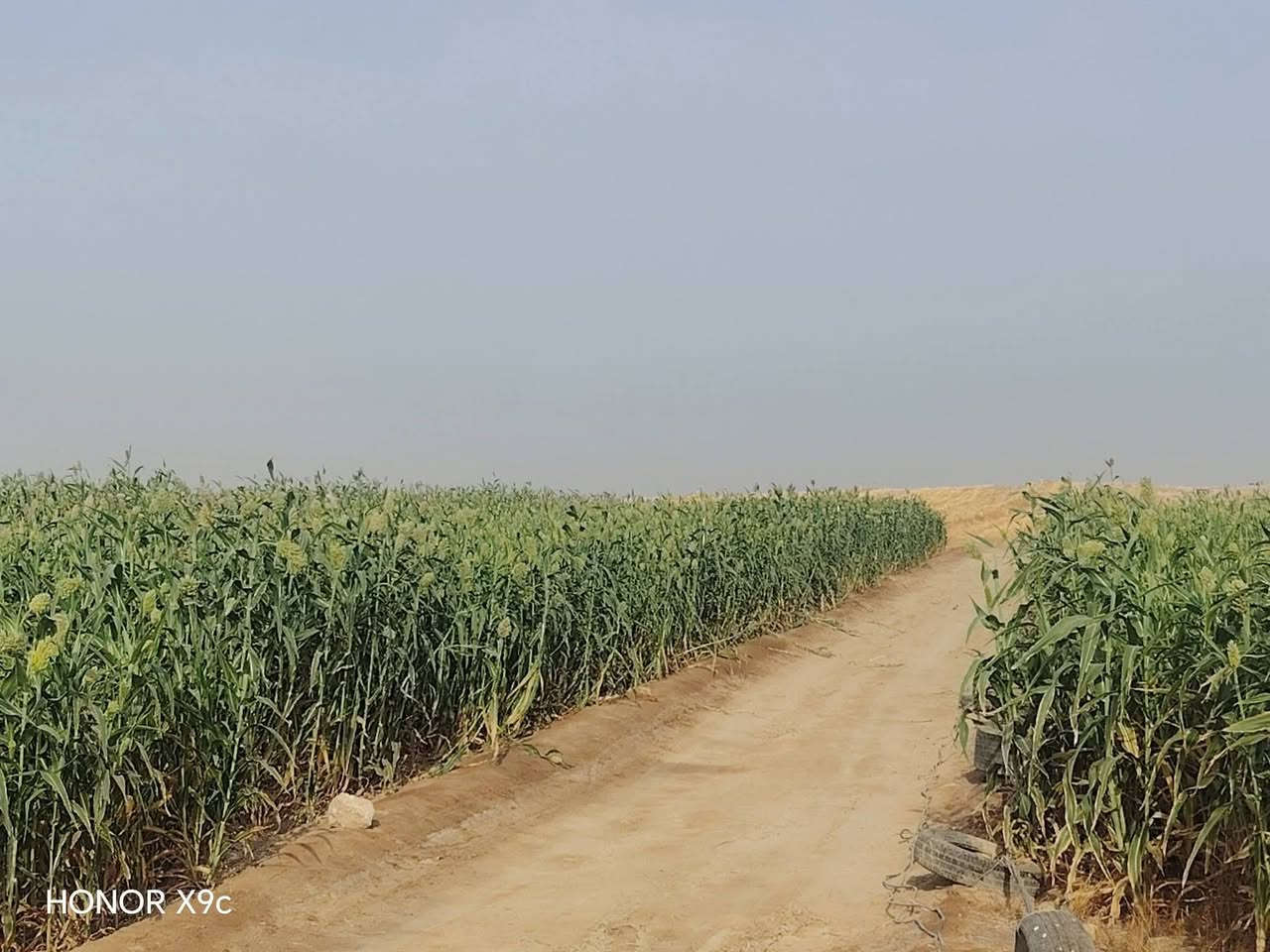 ٦٠دونم • سيطرة البطاح • ١١كم