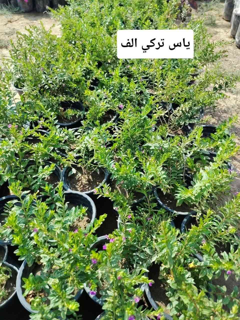 اللهم صلي على محمد وال محمد
🛑مشتل نعناعه الرفاعي الصوب الاول مجاور جسر المشاة بتجاه السايلو (ع شط)  مقابل مدرسة الرقيم الأهليه  ***********

نص مكتوب في الصور:
- دم العاشق الف
- ورد الصباح الف
- لبلاب احمر الف
- ياس تركي الف
- ورد المساء الف
- کاربس ارتفاع مترر
- بالف
- عبن البزون الف
- ورد الزينيا الف
- نبات السجاد الف