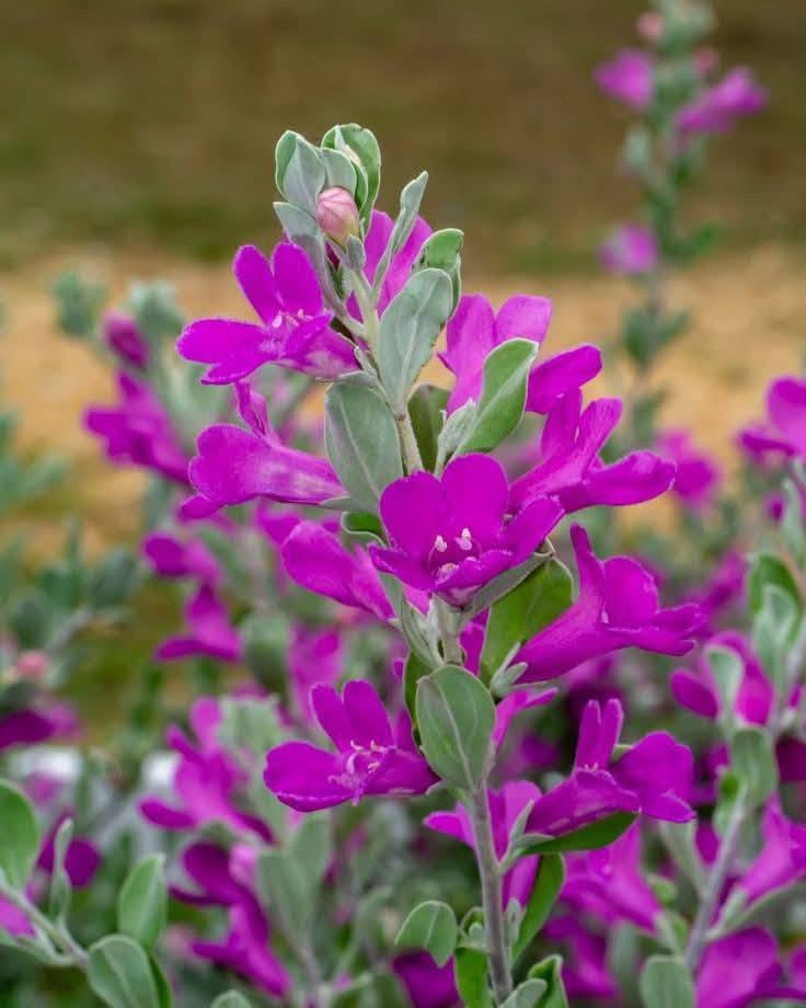 السلام عليكم متابعينا 🤍.
بمناسبة الموسم الربيعي نعلن عن توفر وجبة جديده من نبات حارس تكساس  💜🪻

بأرتفاع ٥٠ سم تقريباً ✨🩷
 السعر ٩ الف 💛

الوصف النباتي بالاسفل.
نبات حارس تكساس 
نبات ليكوفليوم
او يسمى حارس تكساس نبات شجيري كثيف أوراقه رمادية اللون وموطنه المكسيك وولاية تكساس. ويصل ارتفاعه إلى نحو 2.5 م وعرضه نحو ذلك. والأوراق ناعمة تعطي للنبات شكله المتماسك، وأحياناً تغطي الأزهار ذات الألوان البنفسجية و الوردية كامل النبات وهو ما يعطي للنبات لوناً فاتحاً بهيجاً في الربيع ورائحة مميزة في فصل الصيف.
ويحتاج نبات ليكوفليوم إلى ضوء الشمس المباشر ☀️☀️والحرارة الشديدة🥵🥵. أما في الظل فيكون نموه غير منتظم الشكل. والنبات شديد التحمل للجفاف🥵🥵 ويجود نموه في الترب جيدة الصرف والقلوية والرملية التي قد تكون فقيرة أو حصوية. والنبات يتحمل الصقيع🥶🥶، ويحتاج إلى الري المعتدل، أو الغزير أحياناً في فصل الصيف، مع مراعاة تجنب الري الغدق. ويكون التكاثر بالعقل. وعادة لا يصاب النبات بالآفات
وهذا النبات متأقلم مع الظروف الصحراوية، وأول ما أدخل إلى المناطق السكنية في الرياض كان في أوائل الثمانينيات من القرن الماضي  حيث لوحظ أيضاً إمكانية قصه على هيئة سياج وأشكال جمالية. ويصلح لأن يكون نباتاً مميزاً يعطي تبايناً في الألوان مع النباتات الأشد منه خضرة، ومتطلبات الرعاية منخفضة، لكن التقليم يجعل المجموع الخضري للنبات كثيفاً.
الموطن: البحر المتوسط , شبه الاستوائية , شبه البحرالمتوسط , معتدلة
الرطوبة: شبه قاحلة , قاحلة جداً
الإكثار: التعقيل , زراعة البذور و نقل الشتلات
الرعاية: منخفص
الظروف البيئية
البيئة الحضرية: مقاوم
الجفاف: مقاوم
البيئة الغدقة: حساس
الري: منخفض
درجة الملوحة: متوسطة < 3000 جزء بالمليون
تحمل الصقيع: -15 مْ
النمو: معدّل نمو اعتيادي
الإرتفاع: من 1.5 الى 2.5 م
التمدد: من 1.5 الى 2 م
طبيعة الأوراق: دائم الخضرة
ازهاره اللون: أرجواني
الحجم: من 2 الى 3 سم
موعد الإزهار: من مطلع مارس حتى نهاية يونيو
موقع الإستخدام :
الأماكن العامة المفتوحة , منطقة مشاة , تشجير الشوارع , الريف , حديقة صخرية , تشجير التلال , استقرار التلال , تشجير المتنزهات , حديقة السهوب , حديقة خاصة , حديقة معلقة ممتدة , زراعة بستان , سياج زهري , سياج منخفض الارتفاع , مزرعة صغيرة في وادي ,

📍 متوفر توصيل لجميع محافظات العراق 🚗🚗 
📍 للحجز والاستفسار يرجى مراسله الصفحه او مراسلتنا على واتساب من خلال الرقم ***********
