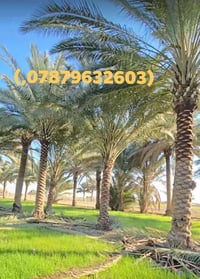 تنظيف نخيل • قص نخيل • أي ارتفاع