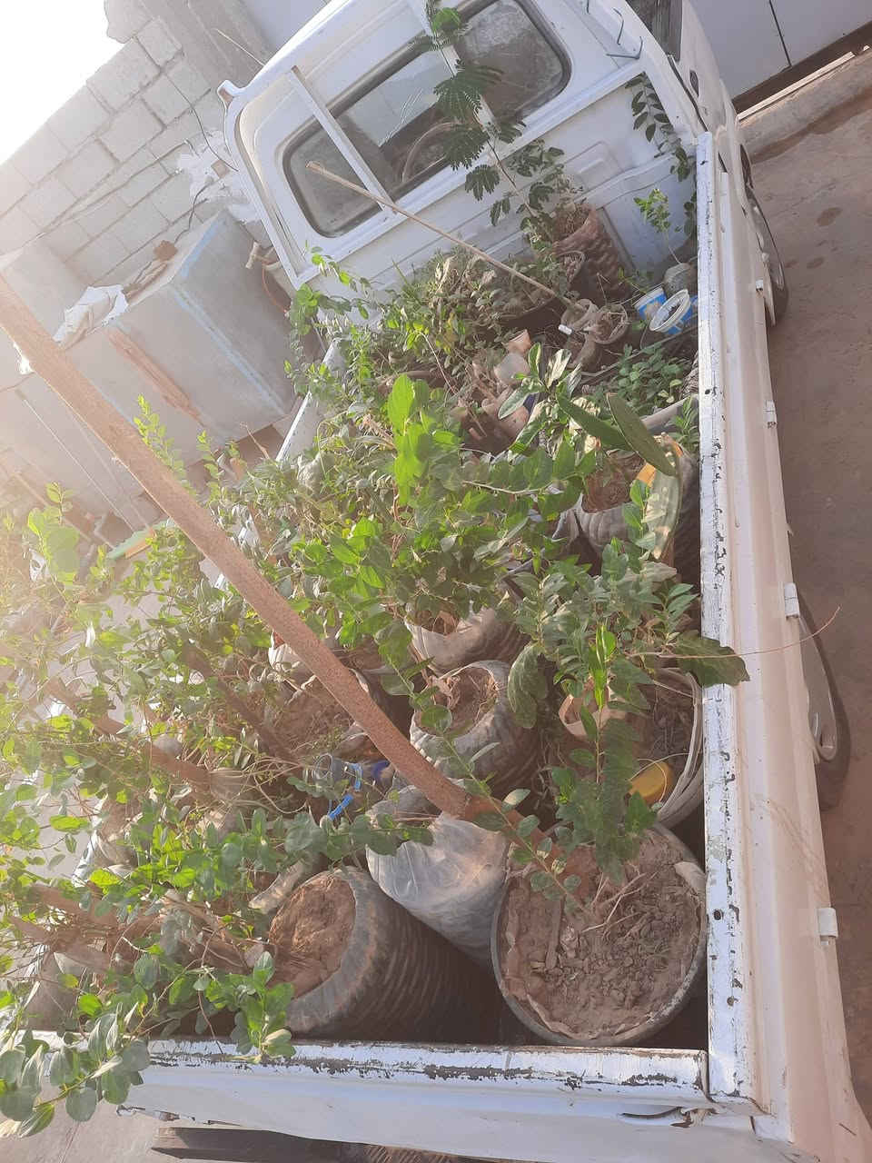 شتلات • نبك • بلاش