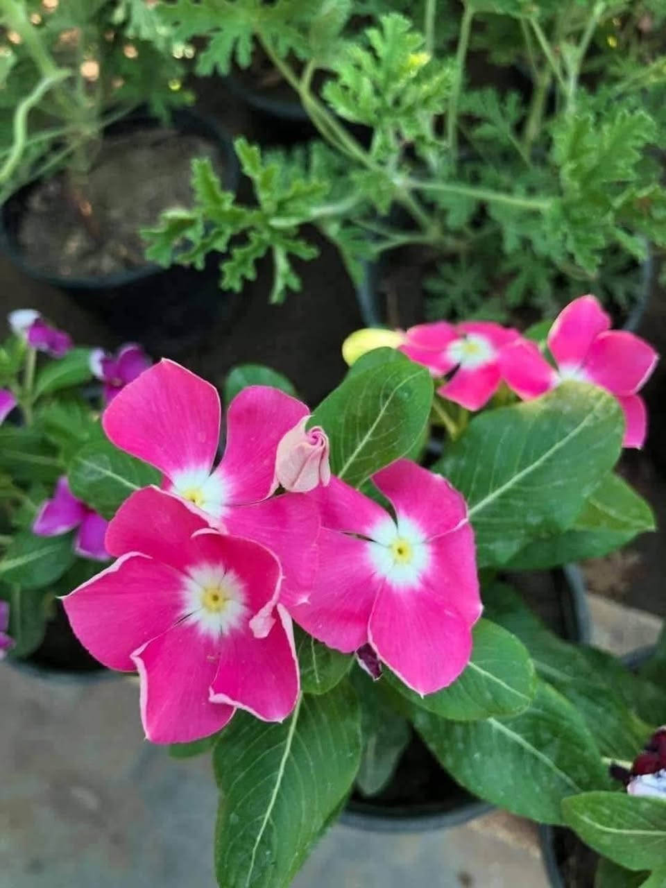 🌹🌹مشتل الأخوين 🌹🌹
السلام عليكم ورحمة الله وبركاته
تم وصول وجبه جديده من النباتات 💖
وثيل هندي 🌿 

ومختلف الأنواع من نباتات الزينه والنباتات ❤
مشتل الاخوين🌱 
الاستفسار متواجدين على الفيس بوك 
الاستفسار ***********
