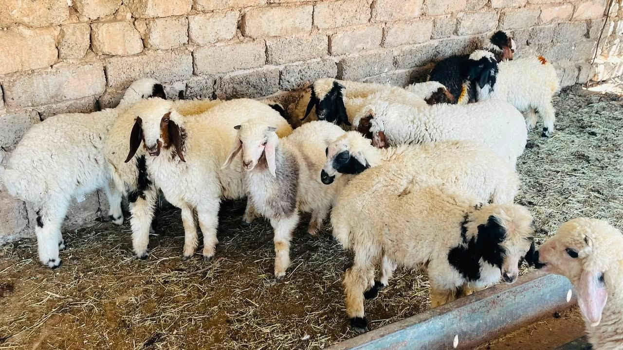 6 طليان + 6 فطايم مال ربط
السعر 450 الزوج وبيهن طكة مجال اذا شلع

المكان العلم سمره 

***********

