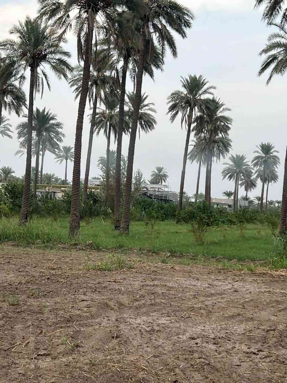 نص دونم • طابو سند ٢٥ • ١٥٠م من دجلة