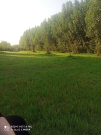 جسر ديالى الكرغولية • ١٠٠٠م • سند ٢٥