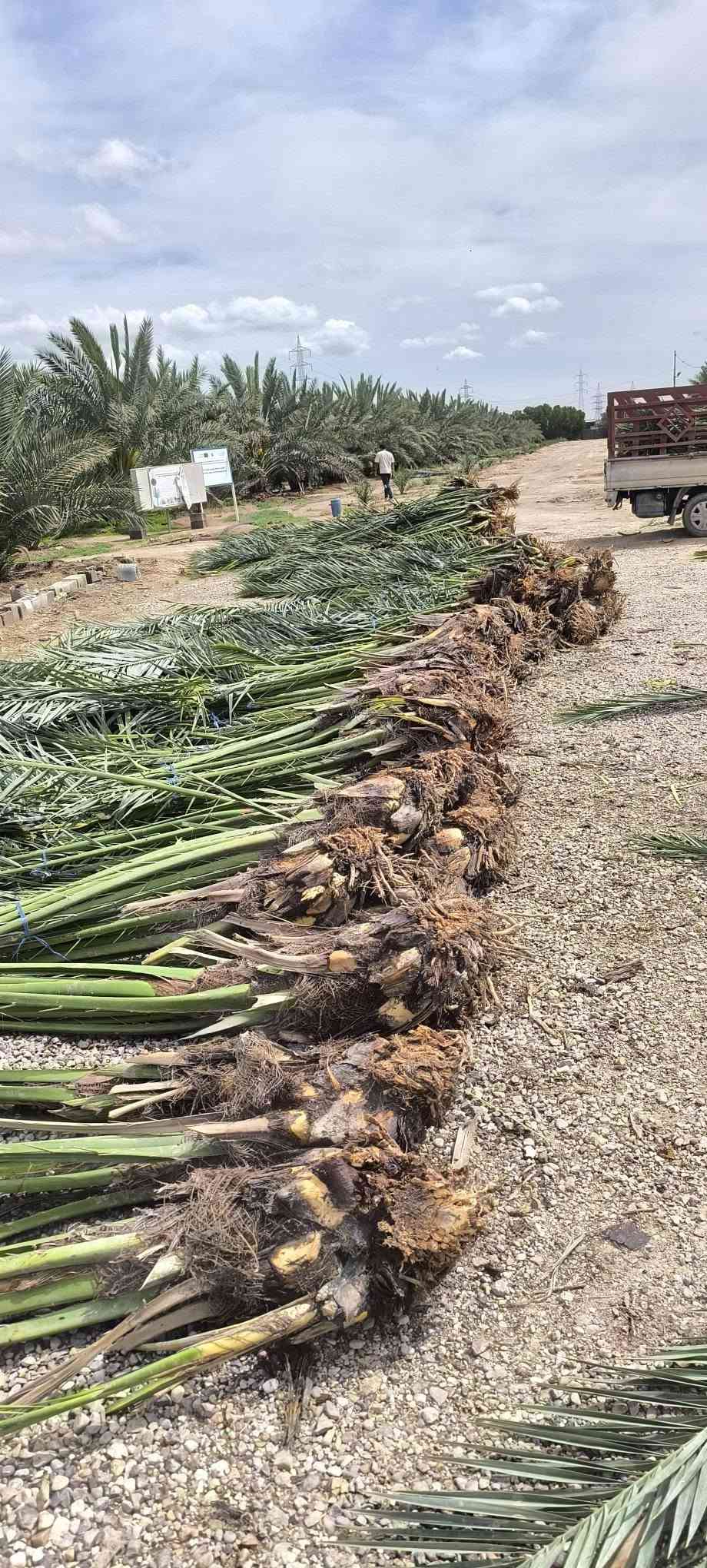 متوفر نخيل نسيجي بكل الانواع والاصناف والاحجام 

للاستفسار اكثر التواصل معنا بإدارة المهندس عبد الحسن محمد العامري *********** البصرة, العراق

نص مكتوب في الصور:
- REDMI NOTE 13 Pro+ 5G 2026.04.26 17:07
- REDMI Note 13 Pro 5G 2026.09.03 10:28