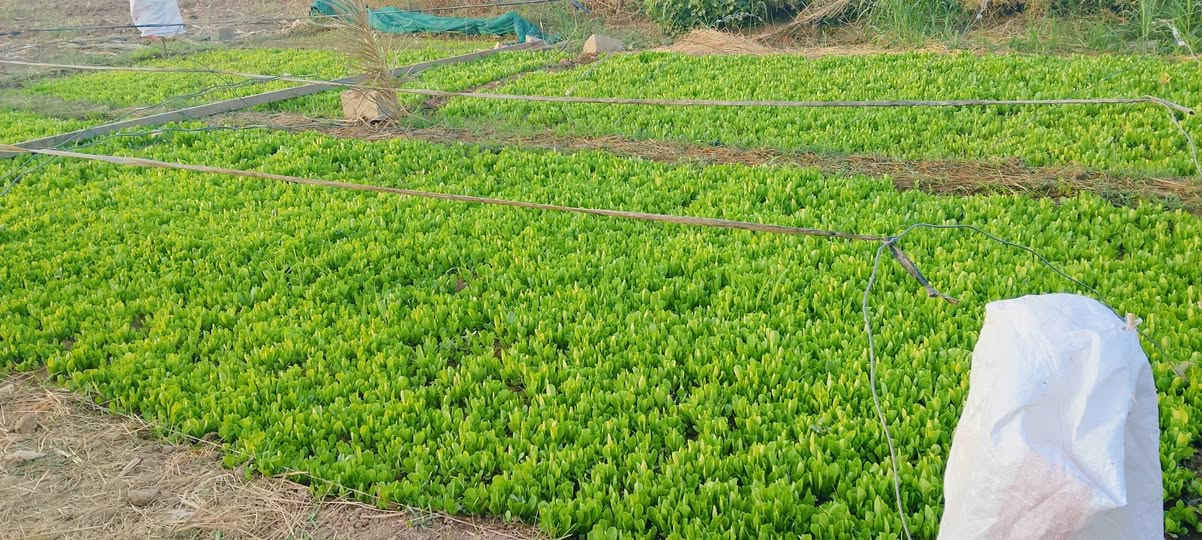 السلام عليكم
خس سويدي درجه اولى حجم وزن جاهز للشتال
بلد/***********
