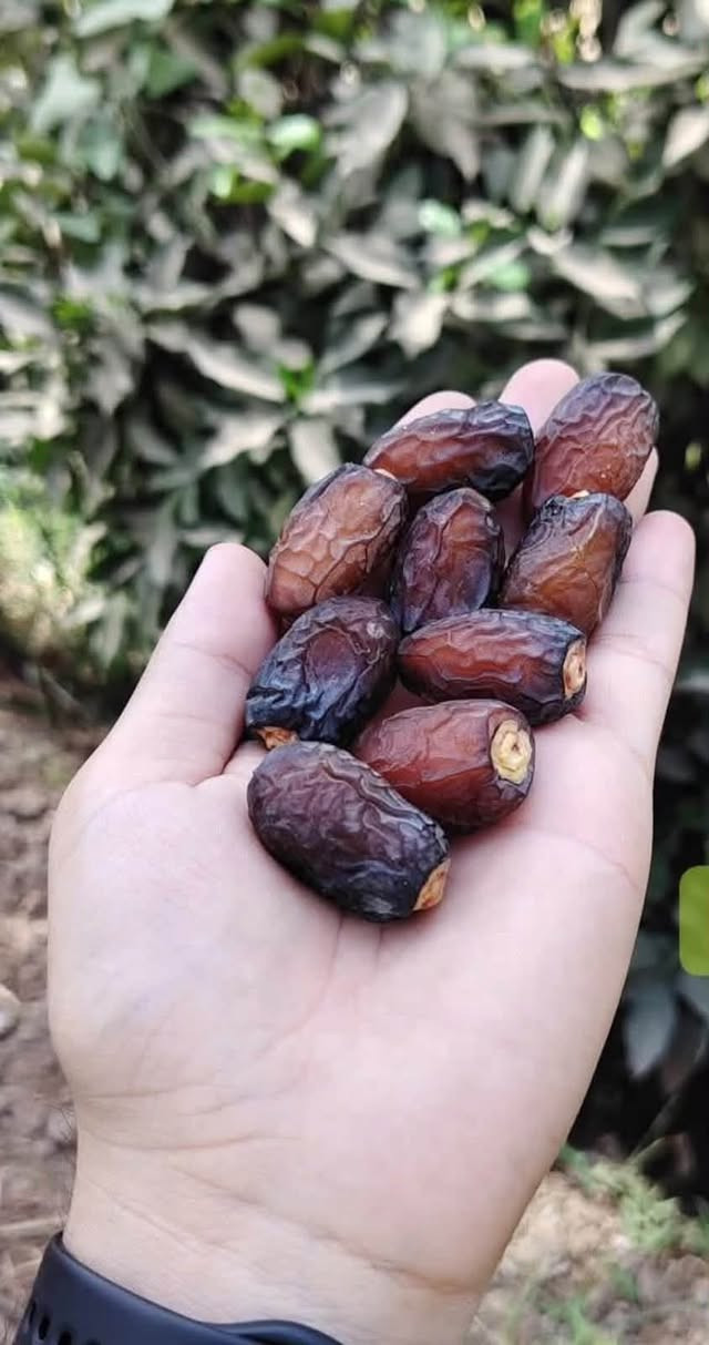 تمر بريم • جديد سنة • توصيل المحافظات