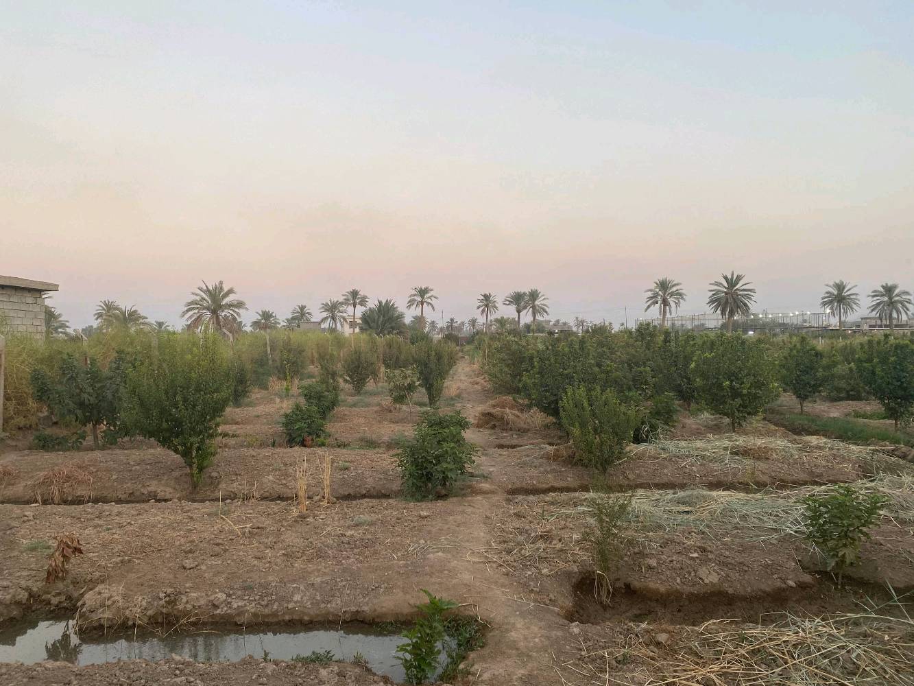 بستان زراعية للبيع الموقع صلاح الدين عزبز بلد مدخل 5  للاستفسار الاتصال بالرقم التالي *********** يوجد فيها آبار عدد 2 وكهرباء وماء حلو واشجار فواكه آلو مشمش تين لنك الدنيا تفاح كوجه الخ