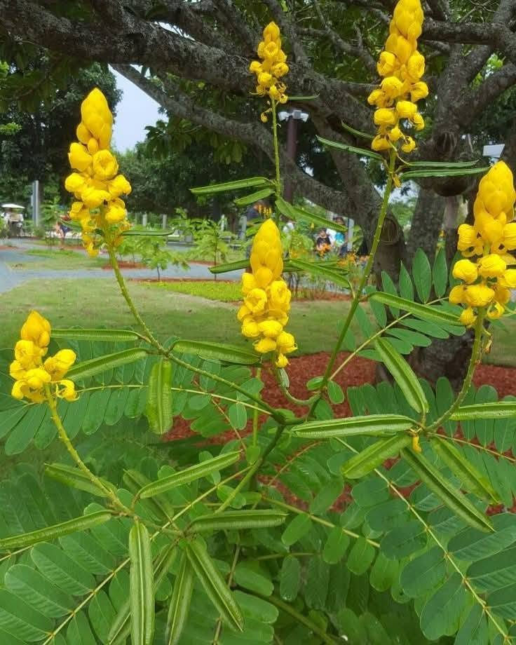 🌳 شجرة أكاسيا الشمعدان
من الأشجار الجميلة والمميزة للحدائق، تتميز بشكلها الأنيق وتاجها الجميل، وتتحمل أجواء العراق الحارة وتضيف لمسة فخمة وخضرة للمكان. 🌱✨ مشتل أوركيد الخضراء وفرنالكم 🌼🌼🌼 اكاسيا الشمعدان الافريقي 
وبأرتفاع اكثر من متر تقريبا  وبسعر ٧٠٠٠ الاف 
🌳🌳🌿
 هي شجيرة معمرة ومزهرة تُنتج أزهاراً صفراء منتصبة تشبه الشمعة، وتُزرع للزينة وخصائصها الطبية.
معلومات أساسية
الموطن الأصلي: المكسيك، وتنتشر زراعتها في المناطق الاستوائية والمنطقة العربية والعراق.
الشكل والمظهر: دائم الخضرة، ترتفع الشجيرة بين متر إلى 4-6 أمتار، وتتميز بازهرار أصفر مبهج يجذب النحل والفراشات.
الاستخدامات: تُستخدم للزينة في الحدائق والمنتزهات، ولها فوائد طبية بفضل خصائص أوراقها المضادة للفطريات. 
إرشادات العناية والزراعة
الإضاءة: تتحمل أشعة الشمس الكاملة والساطعة بشكل ممتاز.
الري: تحتاج إلى ري منتظم ومستمر مع الحفاظ على رطوبة التربة دون إغراق.
التربة: تُفضل التربة الخصبة وجيدة التصريف.
التسميد: يُفضل تسميدها مرتين سنوياً (في الربيع والصيف) بسماد متوازن غني بالفسفور.
التكاثر: تتكاثر بسهولة عبر البذور (بعد خدشها قليلاً) أو باستخدام العُقل.
✨للحجز والاستفسار يرجى مراسله الصفحه او واتساب ***********
🏡العنوان /بابل المحاويل 
يتوفر لدينا خدمه توصيل لجميع محافظات العراق 🚛
