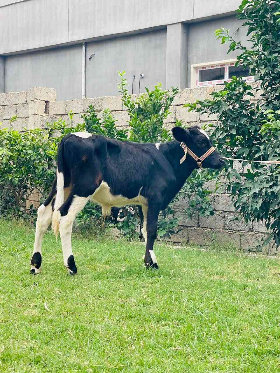 جوز • نظيف • الشرقاط الخضرانيه
