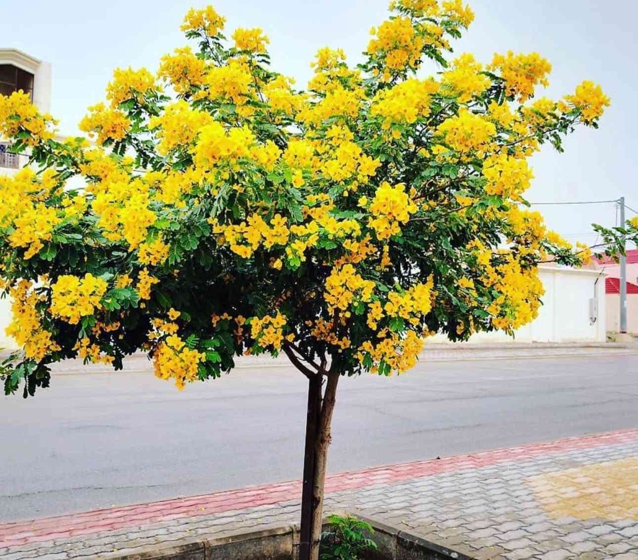 أشجار خارجيه ب انسب لاسعار عروض بلاش 🌳😍🥹
شجره أكاسيا مصري 🌳🥹🌼

جاكندار البنفسجي 🌸
شجره السبحبح 

شجره البيزا 

شجره جهنميً 

ومتسلقي الجهنمي 

كل هاي تلكوهً يم مشتل الدجيل🧑‍🌾😍
لاستفسار ***********

توجد خدمه توصيل 🚚
