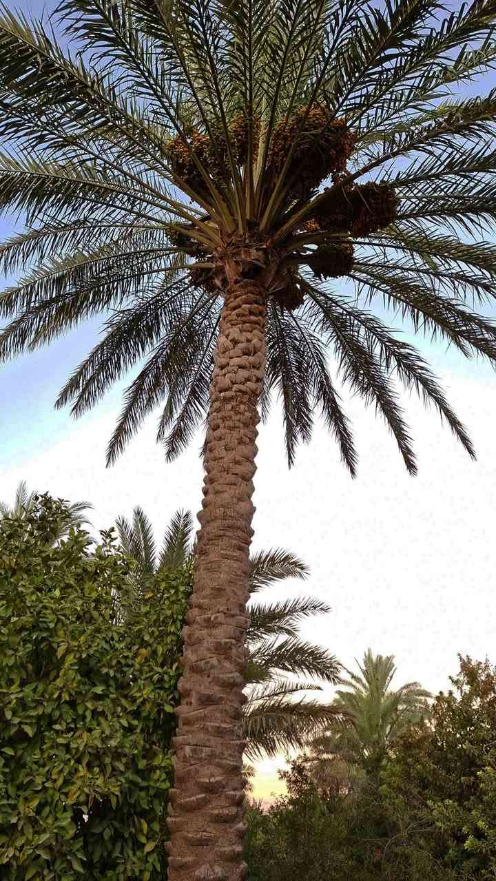 بستان مع دار للبيع بسعر مناسب – فرصة مميزة جداً 🔥🌴
📜 سند 25 – تحويل مباشر باسم المشتري
📐 المساحة: 3.5 دونم
📏 الأبعاد: ▪️ الواجهة: 60 متر على شارع رئيسي ▪️ النزال: 145 متر
📍 الموقع: قضاء بلد – الحضيرة الغربية / شارع المحطة 📌 نهاية الحضيرة الغربية باتجاه المحطة، داخل فرع، وقريب جداً من الشارع العام، يبعد حوالي 150 متر عن الشارع العام مقابل المحيشات.
🌳 البستان مرتب ومزروع بمختلف أنواع الأشجار: 🌴 نخيل 🍊 حمضيات 🍎 رمان 🍏 تفاح 🍐 عرموط 🍑 گوجة 🌿 تين 🍑 آلو
🏡 يوجد داخل البستان بيت طابقين مبني بالطابوق، يحتوي على: ▪️ 6 غرف نوم ▪️ مطبخ ▪️ حمامين ▪️ هول ▪️ استقبال
✅ الخدمات المتوفرة: ⚡ كهرباء 💧 ماء إسالة 🌐 إنترنت ضوئي
💰 السعر مناسب جداً
🌟 بستان متكامل وموقع مميز، مناسب للسكن والاستثمار أو إنشاء منتجع ومشروع سياحي.
📞 للاستفسار أكثر الاتصال: ***********
📍 أو زيارة مكتبنا: قضاء بلد / الجمعية الثانية / على الشارع الرئيسي مقابل روضة دار الأمان الأهلية مجاور كرزات الشيخ
✨ فرص مميزة للبيع والشراء ✨
متوفر لدينا: 🏡 القطع السكنية 🏠 البيوت 🌳 المزارع والبساتين 🏕️ المنتجعات 🏢 العقارات الاستثمارية 📜 الطابو الصرف 🌾 الأراضي الزراعية 🏗️ المقاولات
🤝 المصداقية والثقة أساس تعاملنا
#الرائد_للعقارات_والاستثمار 
جعفر رائد الربيعي
