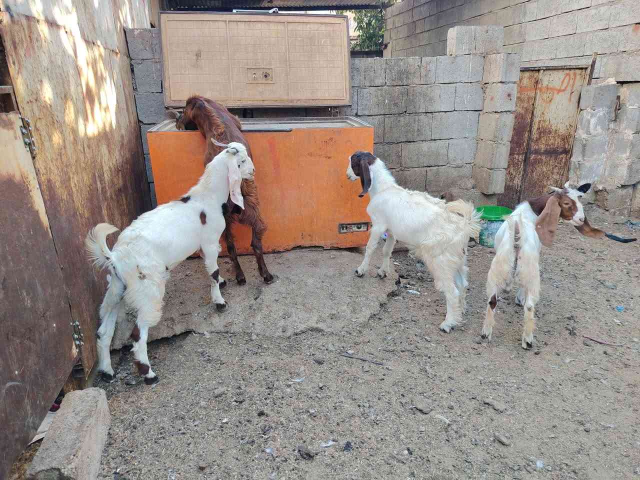 مكلف بالنشر
جدايه فحله عدد 6 مالات ربط للبيع 
شرط الصحه والنظافه 
سعر الزوج 415 وبيهن مجال للشراي 
***********
كركوك
