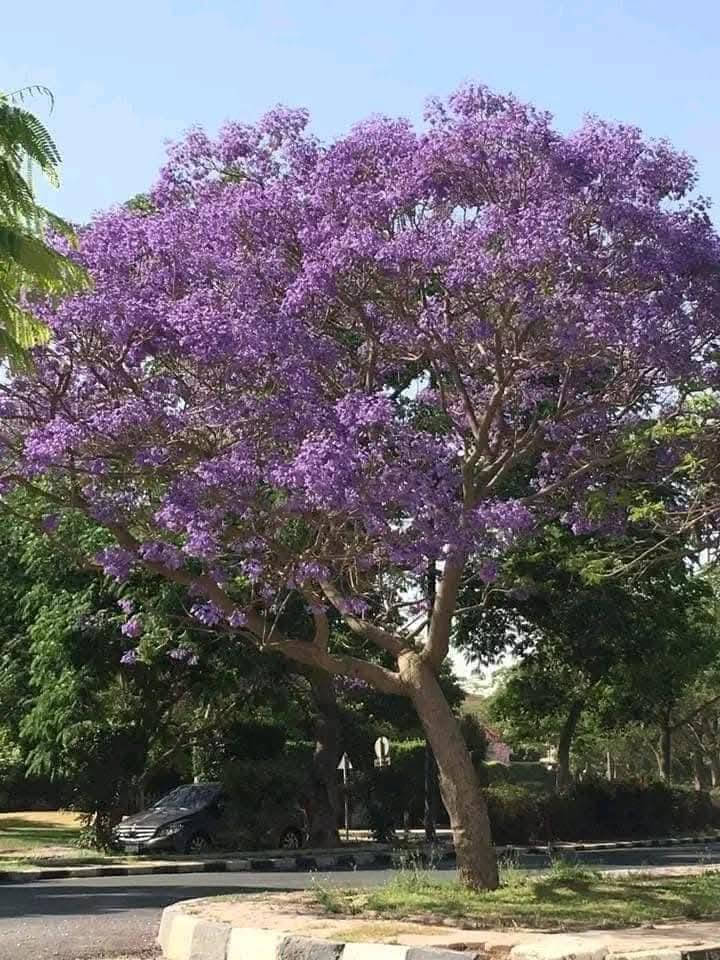 بيع شتلات بسعر مناسب مع التوصيل 
الأكاسيا البيزيا السبحبح السدر  الجاكرندا
للتواصل ***********
السعر 10 آلاف احصل على 3 شتلات اختياري
إذا تأخذ 6 شتلات تأخذ واحدة بلاش
