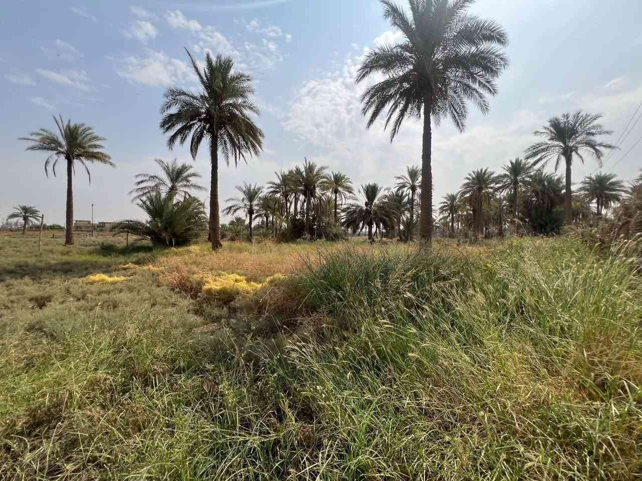 ٦٠٠م • طابو زراعي • ٥٠م من السايلو