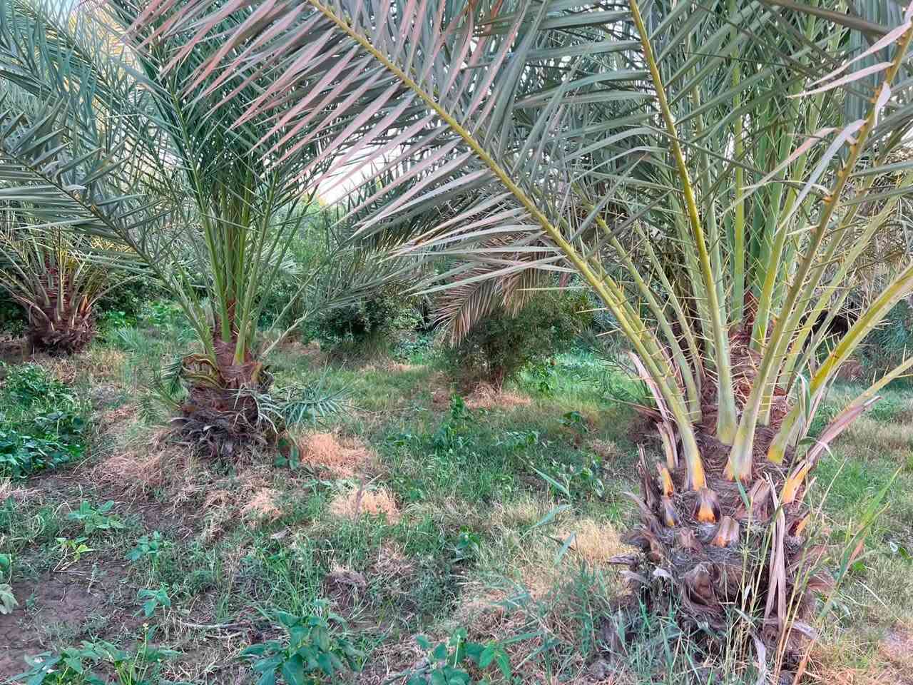 ✅بستان للبيع المساحه 6 دوانم و600 متر تحتوي على اربع منازل 🏠
✅طابو زراعي ٢٥ تحويل مباشر باسم المشتري 

✅تحتوي على اشجار مثمره حوالي 600 شجره ونخيل بانواعه

وكذلك تتوفر ماء وكهرباء واجهته 40 متر 

الموقع طريق كربلاء نجف منطقة شط الله وكذلك مدخل ثاني طوريج الجدول الغربي 

سعر الدونم 120 مليون وقابل للتفاوض للاستفسار/*********** /***********
