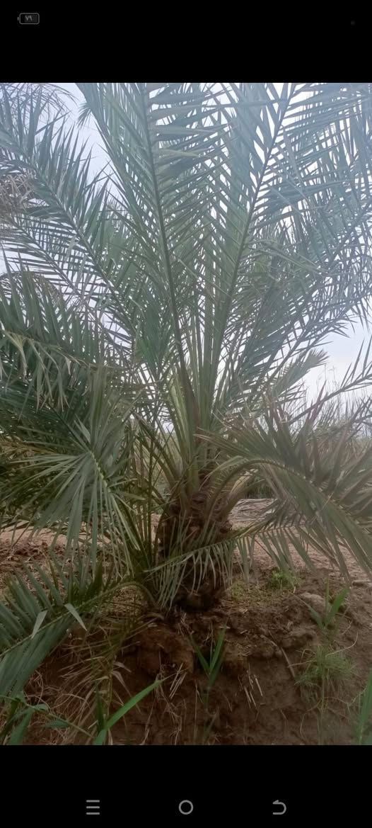 نخلة برحية عراقية اصلية للبيع الشراي يدخل خاص ***********
