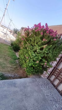 بابل حي الجزائر • ٢٥٠م • طابو صرف