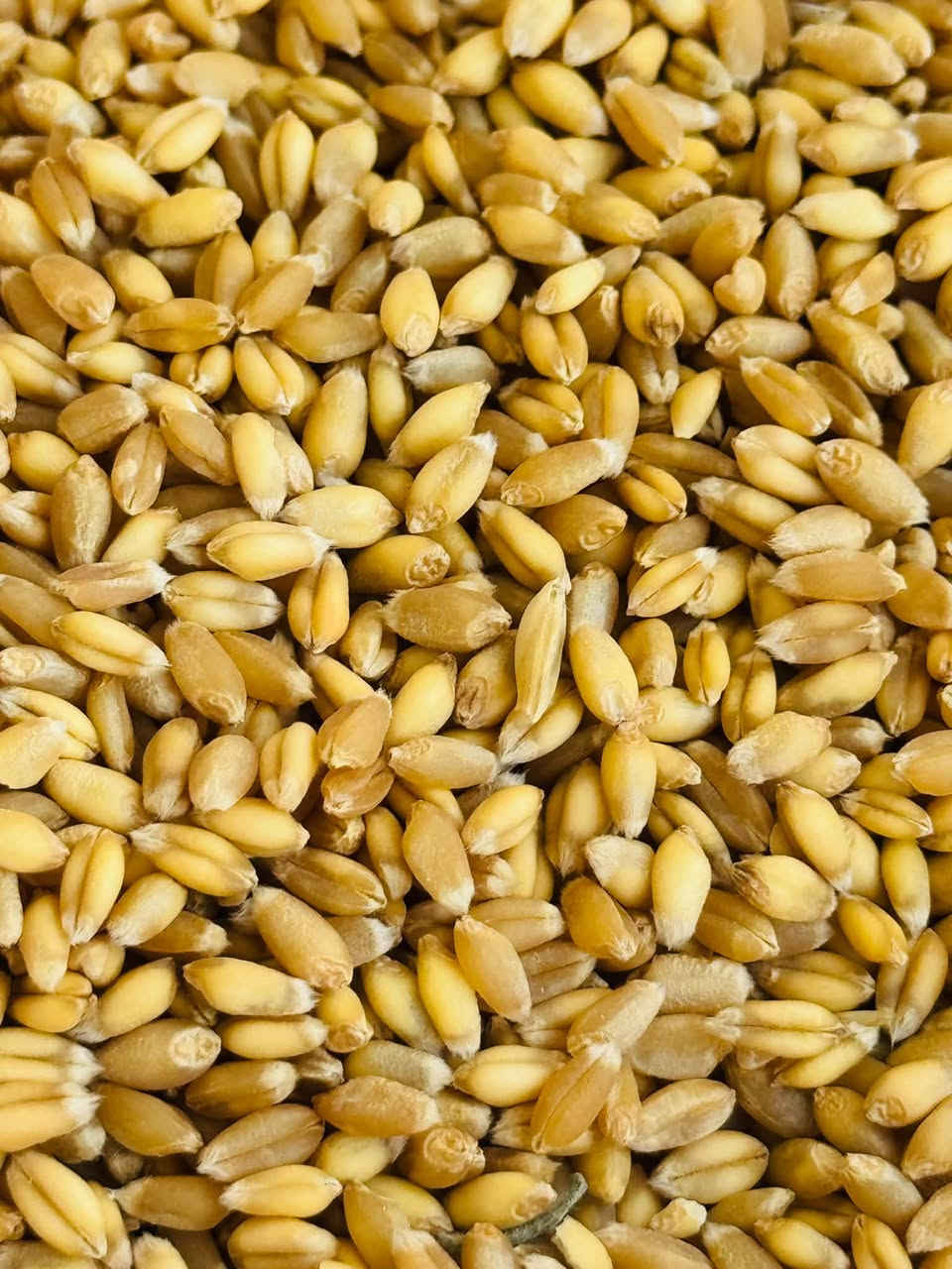 حنطه عربيه • مشروطه • درجة أولى