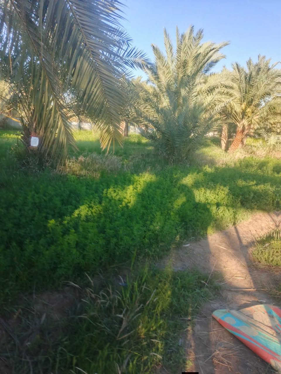 عبر الجسر السديناويه • ٣٨٠٠م٢ • نخل ٦٠