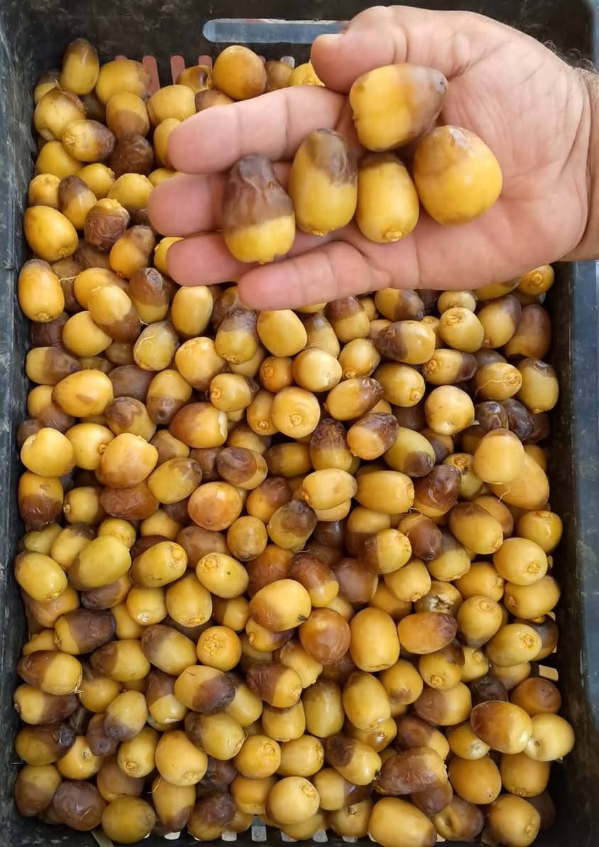 على بركة الله متوفر تمر برحي
للحجز والاستفسار مراستلنا أو واتساب ***********
