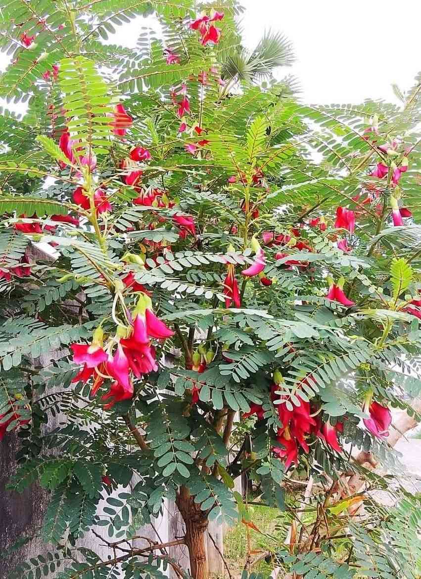 سلام عليكم متوفره الاكاسيا الحمراء ( فلامينگو ) النادر اللون الاحمر الاتصال *********** 
عنوان المشتل قرب مدرسه الأندلس ع شط مشتل ابو وليد
