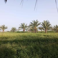 أرض زراعية • ٤٠٠دونم • كوت نعمانيه