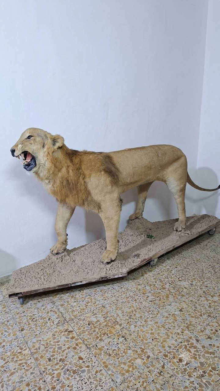 بغداد البلديات • أسد محنط • جديد
