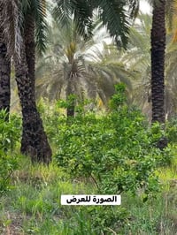 اللطيفية • ٤٠ دونم • أرض تجارية شارع الدايرة