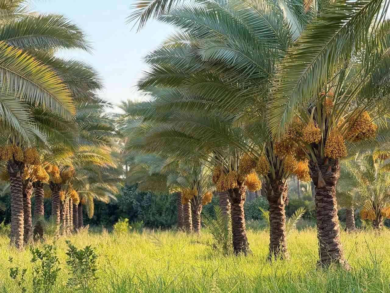فرصة استثمارية ذهبية: بستان نخيل فاخر للبيع
ابحث عن ملاذ هادئ ومنتج؟ لا تفوت فرصة امتلاك بستان نخيل استثنائي يتميز بجمال طبيعي وإنتاجية عالية.
الموقع: في قلب ريف قضاء الصويرة 
المساحة: ٢٥. دونم 
أهم المميزات:
• نخيل مثمر ومتنوع: يضم البستان تشكيلة متنوعة من أجود أصناف النخيل التي تنتج تمورًا فاخرة ولذيذة (أكثر من [١٣٠ نخلة).
• إنتاجية عالية: يتميز البستان بقدرة إنتاجية سنوية ممتازة من التمور عالية الجودة، مما يجعله استثمارًا مربحًا.
• ري منتظم: مجهز بنظام ري فعال يضمن توفر المياه بشكل مستمر ومتوازن لجميع الأشجار.
• موقع متميز: يقع البستان في منطقة زراعية هادئة وجميلة، مما يوفر بيئة مثالية للاستجمام والاستثمار.
•
للمزيد من المعلومات والتفاصيل، يرجى الاتصال بنا على:
• رقم الهاتف: [***********]
• : [***********]
لا تفوت هذه الفرصة النادرة! احصل على بستانك المثالي اليوم.
