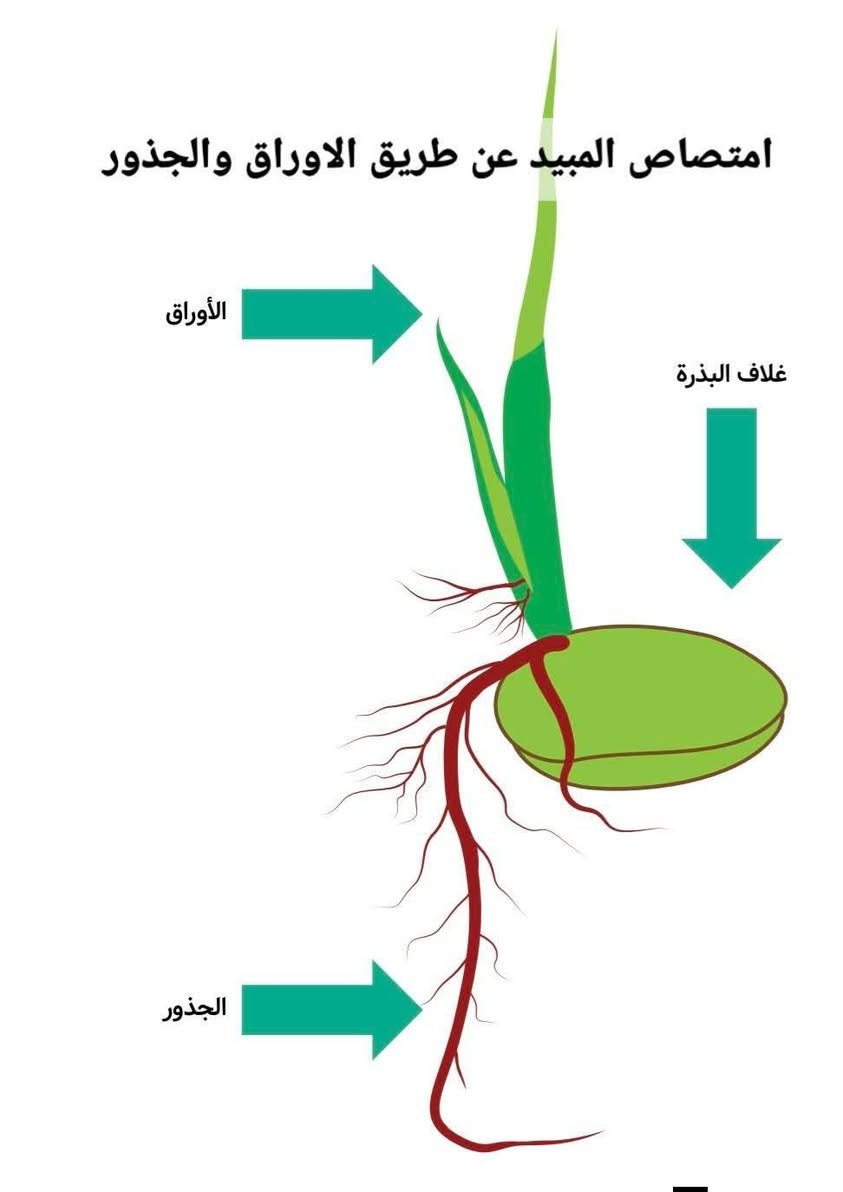 بوكسر كولد • امتصاص ورقي وجذري • حنطه رويطه