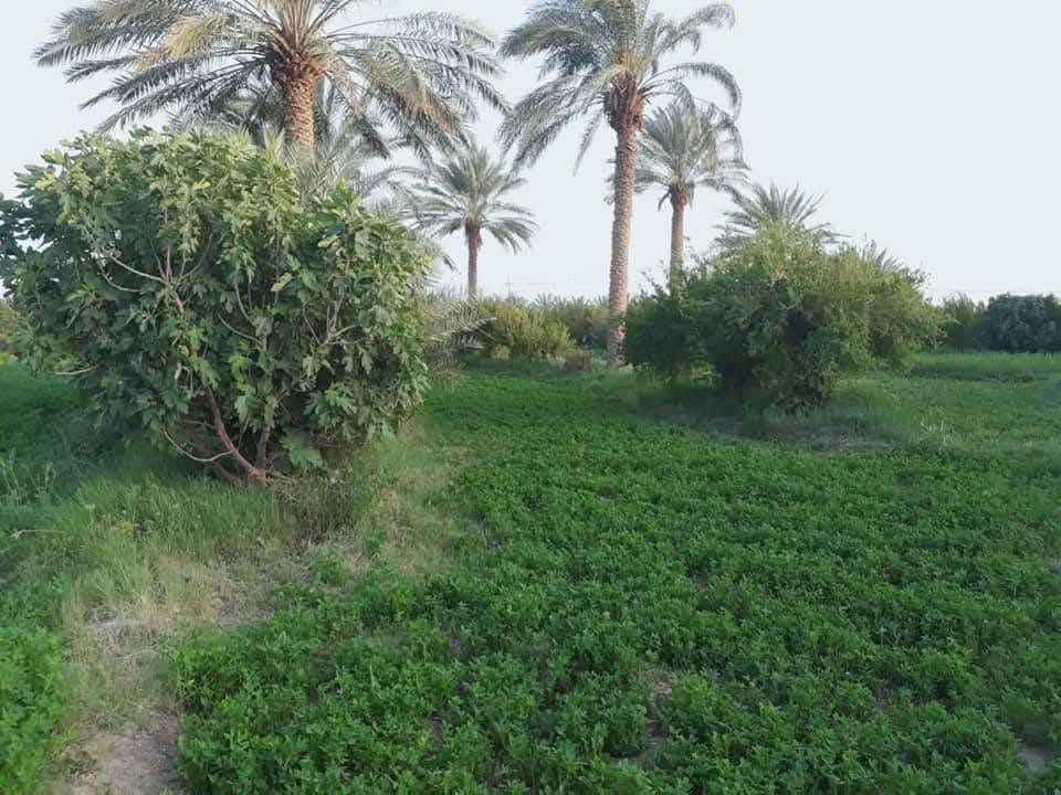السلام عليكم ارظ زراعيه للبيع طريق سيد صبر الف متر  مباشر عل تبليط بل وجه ماء اساله كهرباء تبليط كامل خدمات / ***********
